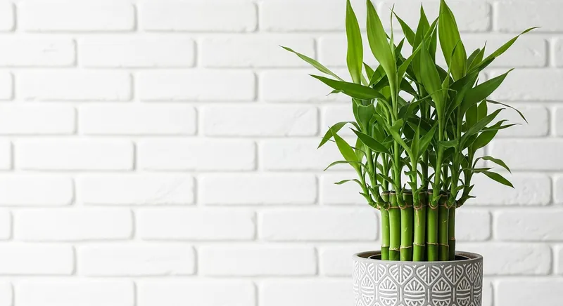 Bambusul norocos - Foto: Freepik (Imagine cu rol ilustrativ)