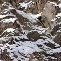 Găsește leopardul de zăpadă Foto: fresherslive.com