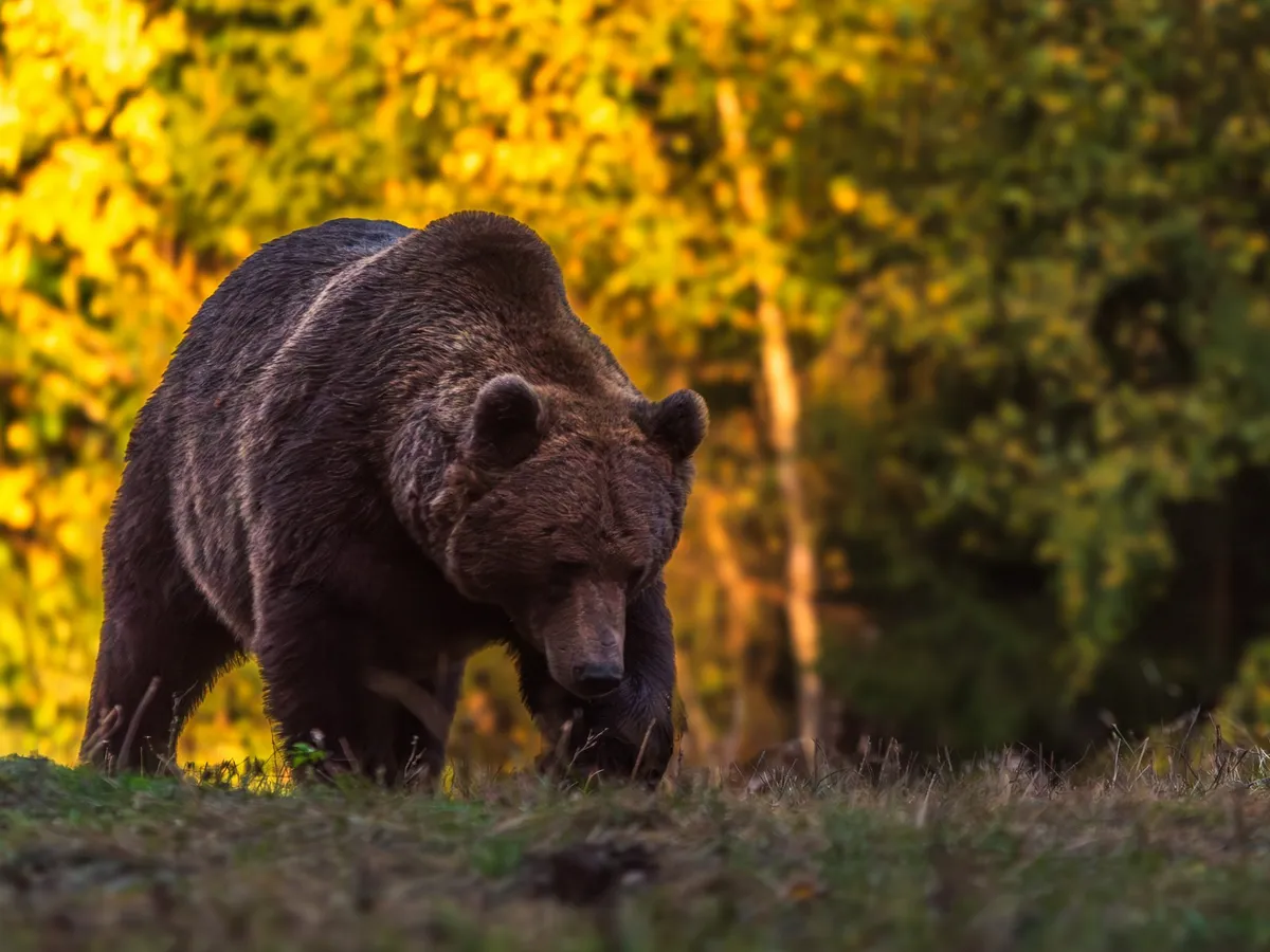 Urs în pădure - Foto: Facebook/Observator de ursi