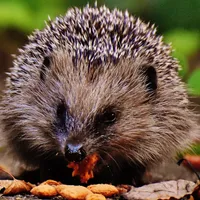 Bursucii, aricii și pisicile se luptă pentru hrană /Foto: awf.org/wildlife-conservation