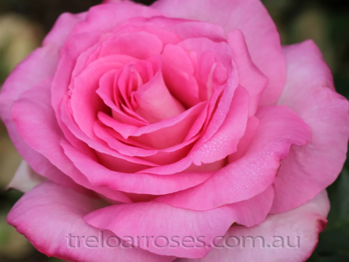 TRANDAFIRUL PERFUME PASSION: - treloarroses