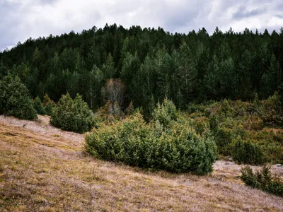 Pădure Foto: Pexels (imagine cu rol ilustrativ)