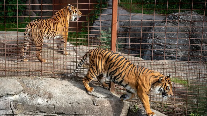 O grădină zoologică cere publicului animale de companie ca hrană pentru carnivore - Foto: Aalborg Zoo (cu rol ilustrativ)