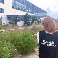 Planta de care se tem milioane de români. Infectează la 3 km distanță. Ce amendă iei dacă nu o tai? - Foto: facebook/ Poliția Locală Sector 6