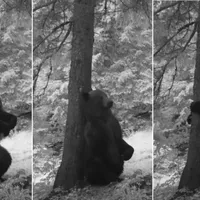 Ursul care se scarpină de un copac - Foto: Captură video/Romsilva