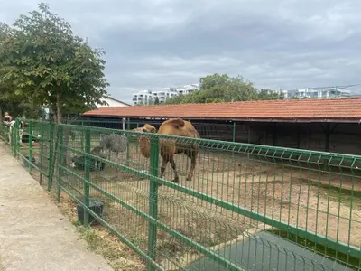 Descinder la Nuțu Cămătaru. Polițiștii căutau un cal furat dar au găsit un cangur alb și o cămilă Foto: Politia Romana