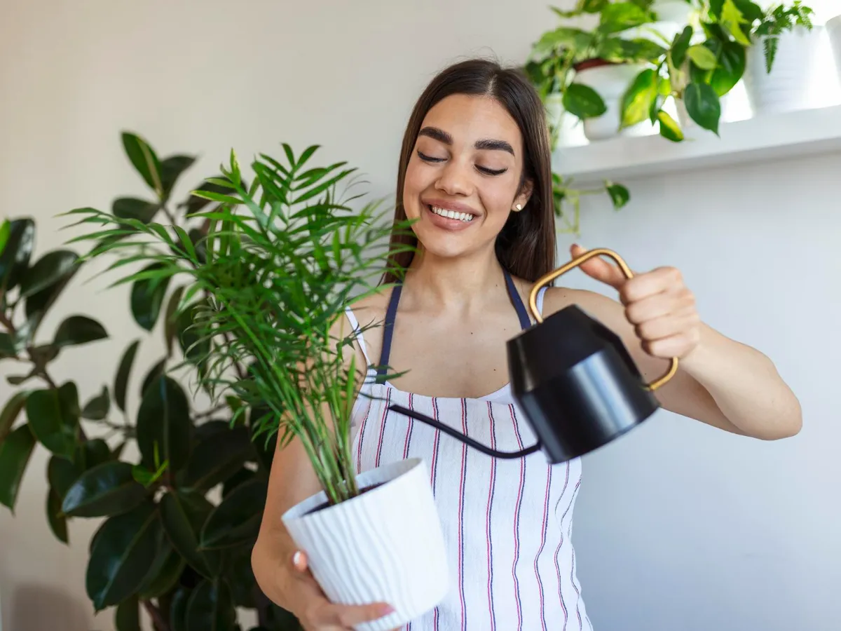 De ce nu trebuie să uzi florile de interior cu apă rece de la robinet. Care este temperatura bună pentru udat?
