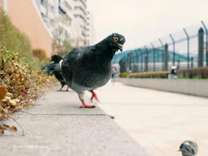 Orașul din România unde ești amendat dacă hrănești porumbeii. De ce nu ai voie?