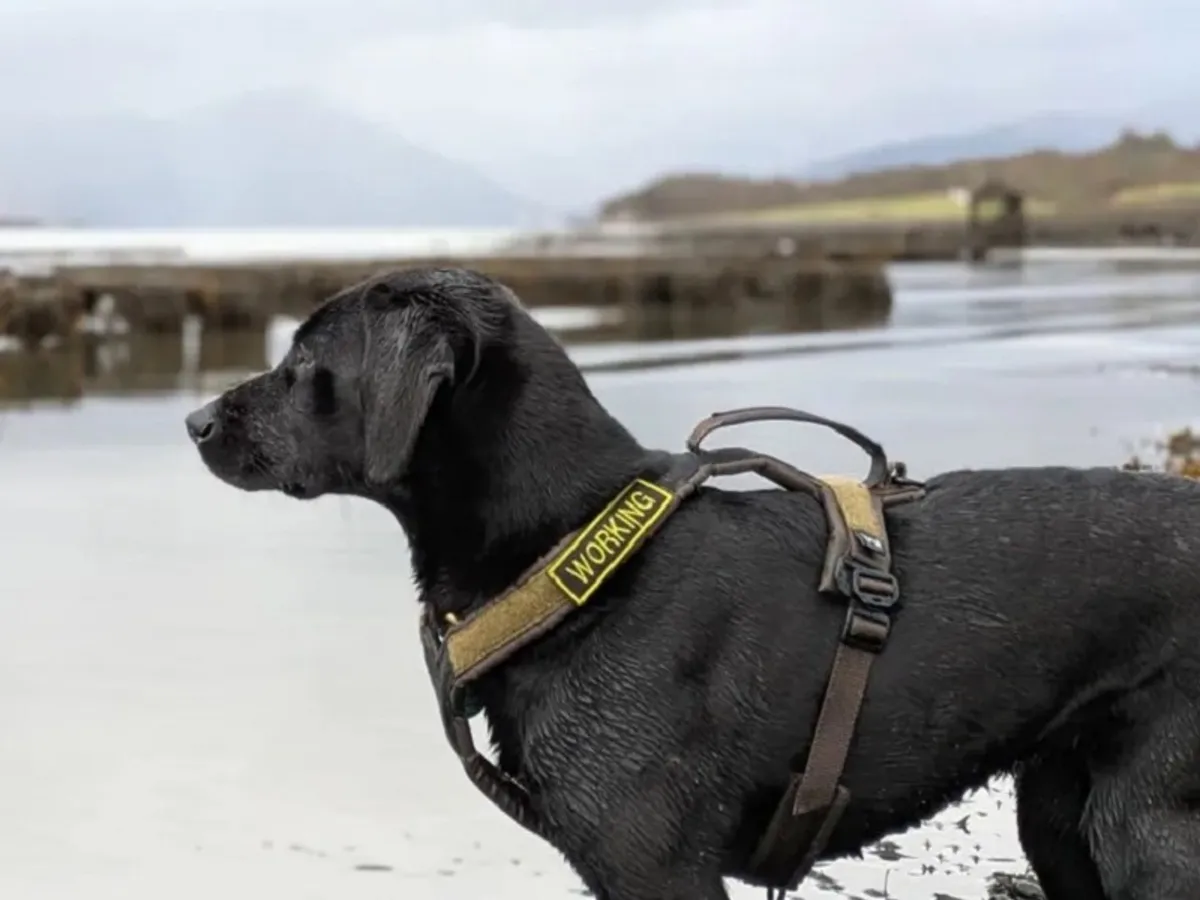 Labrador negru
