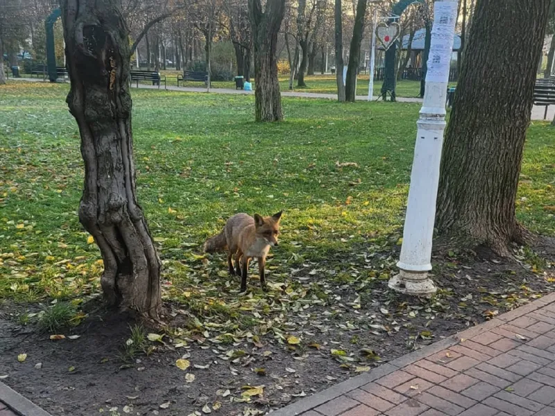 O vulpe vine de o săptămână în Parcul Marin Preda din Capitală, chiar lângă Liceul Teoretic Marin Preda Foto: Newsweek