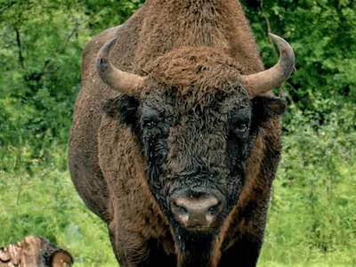 Un zimbru de aproape o tonă a fost găsit fără cap la Măgura Ilvei. Ce suspiciuni au autoritățile în legătură cu moartea animalului