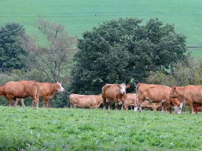 Fermă de bovine - Foto: Profimedia Images