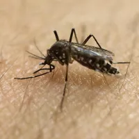 De ce țânțarii îi mușcă pe unii oameni mai mult decât pe alții/ foto: science.com
