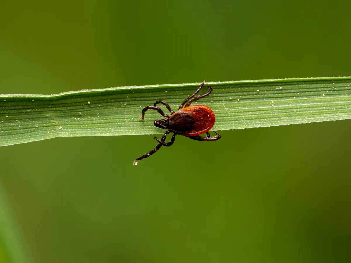 Cum să alungi căpușele cu o soluție simplă? Acest ulei special îl găsești în farmacii și e 100% natural