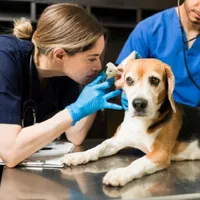 În Marea Britanie veterinarii sunt plătiți bine Foto: Freepik.com - rol ilustrativ