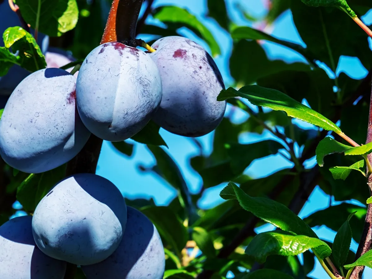 Prune