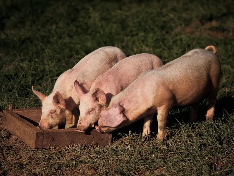 Un supermarket iubit de români anunță că vinde doar carne de porc românească: „Născuți în țară” - Foto: Profimedia Images/ Imagine cu caracter ilustrativ