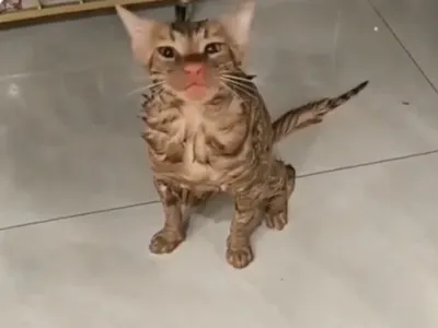 VIDEO O pisică a fost „spălată” 10 minute. Felina a supraviețuit experienței neplăcute din cuva mașinii