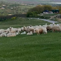 Nou focar de pesta micilor rumegătoare în România. Unde se întâmplă și ce spun fermierii? - Foto: Arhiva / imagine rol ilustrativ