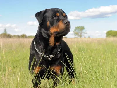 Rottweiler - Foto: Profimedia