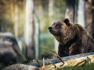Urs accidentat mortal de două mașini, pe DN1. Circulația a fost afectată - Foto: Pexels (Imagine cu rol ilustrativ)