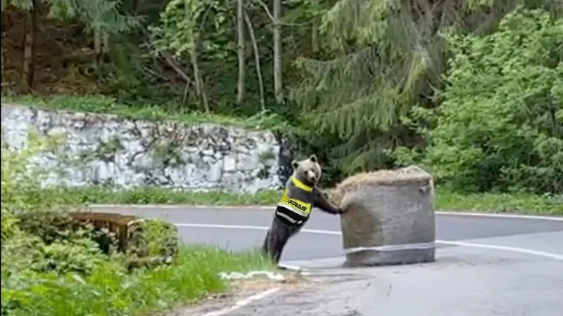 Ursul a fost admirat de fanii automobilismului/Captură video Facebook