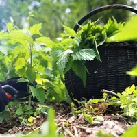 Plantele care cresc pe marginea șanțului - Foto: Incredible Romania