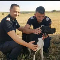 Salvare miraculoasă a unei cățelușe dintr-o fântână adâncă de 12 metri-Foto: Facebook- Breaking News Giurgiu