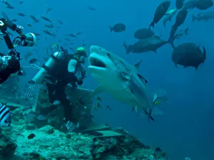 O turistă din SUA a fost ucisă de un rechin taur în timp ce făcea snorkeling în Bahamas - FOTO: Profimedia