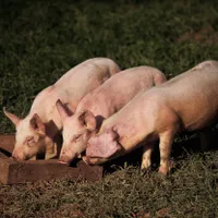 Un supermarket iubit de români anunță că vinde doar carne de porc românească: „Născuți în țară” - Foto: Profimedia Images/ Imagine cu caracter ilustrativ