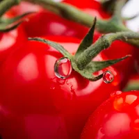 Fermierii din Olt au început recoltarea roșiilor din programul „Tomata”. 1 kg de roșii, 12-15 lei. / Foto: pexels.com, Son Tung Tran