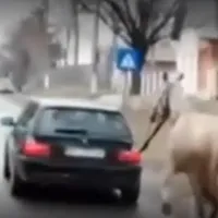 Șofer de BMW „defilează” cu un cal legat de mașină. Poliția „l-a premiat” cu 3.500 de lei amendă - FOTO: Radar Botoșani
