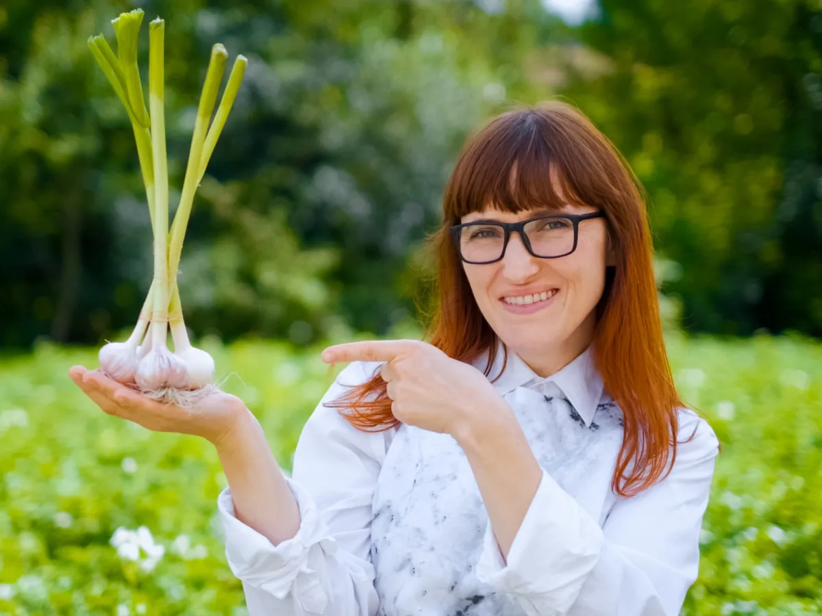 Cum să hrănești usturoiul pentru a-i crește căpățâni mari și puternice. Planta pe care o faci îngrășământ