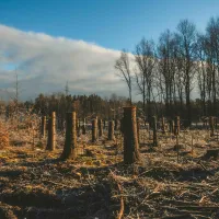 Pădure defrişată - Foto: Pexels/Arlind D.