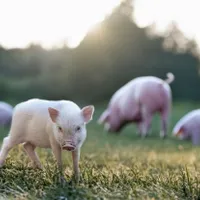 Câți bani vor scoate românii din buzunar pentru un kg de carne de porc. E mai scumpă de sărbători - Foto: Profimedia Images/ Imagine cu caracter ilustrativ
