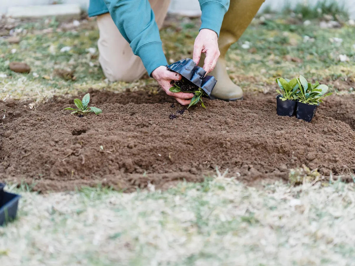 Plantat Foto: Pexels (imagine cu rol ilustrativ)