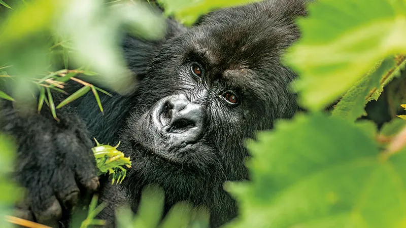 Trekking printre gorile și cimpanzei - Rwanda