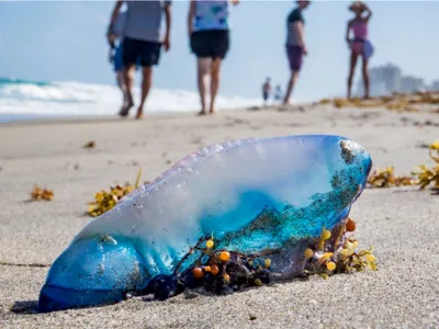 „Teroarea plutitoare” a invadat plajele din Europa. Cum ajung aceste animale veninoase tot mai des în Mediterana și Atlanticul de Nord