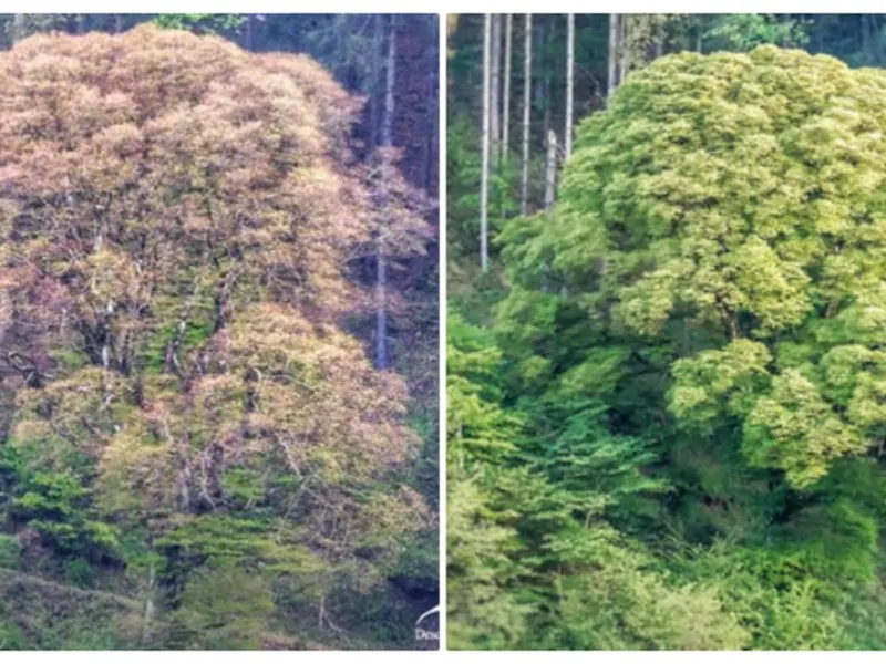 Copacul din România care rămâne „verde” și iarna. Aici s-ar fi întâlnit Avram Iancu cu Franz Josef - Foto: Colaj/ Imagine cu caracter ilustrativ