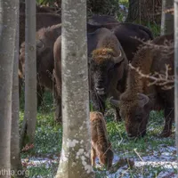 28 de zimbri trăiesc în sălbăticie în Munţii Făgăraş/ Agerpres