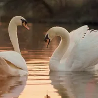 Alertă de gripă aviară în România. Zeci de lebede au fost descoperite moarte pe un lac - Foto: Profimedia Images/ Imagine cu caracter ilustrativ