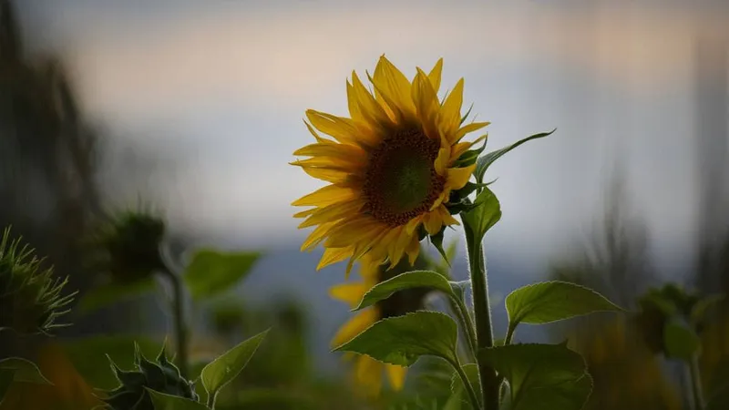 Sute de hectare de porumb și floarea soarelui au fost culcate la pământ - Foto: DeviantArt/CC0