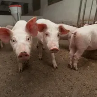 Focar de pestă porcină africană într-o fermă din România. Mii de animale sunt bolnave - Foto: Imagine cu caracter ilustrativ/ Profimedia Images
