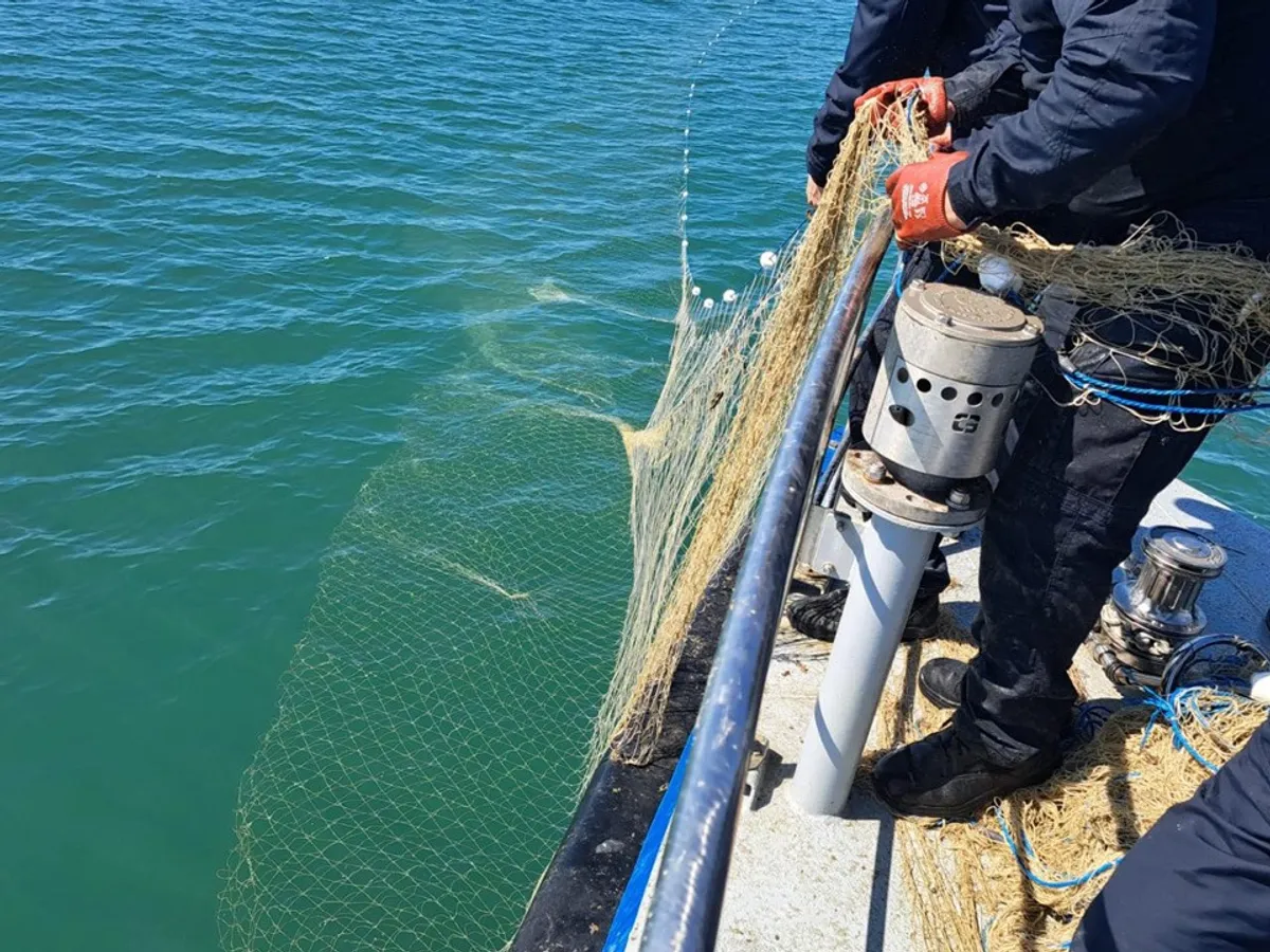 VIDEO 6 sturioni, cinci delfini și un rechin prinși în plase ilegale, la Marea Neagră