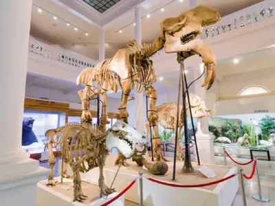 Scheletul unui elefant preistoric la Muzeul Antipa - Foto: Muzeul Antipa