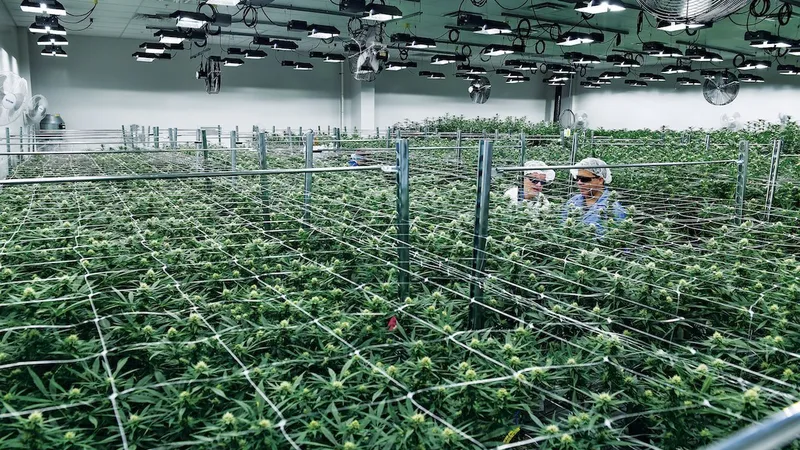 Phillip și Kevin Goldberg, de la Green Leaf Medical, se plimbă prin sera lor din Maryland, unde cresc 31 de tulpini de marijuana medicinală