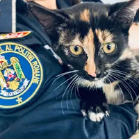 Pisică abandonată, salvată de polițiști. I-au găsit imediat un nou stăpân. Unde se afla felina? - Foto: neamt365.ro