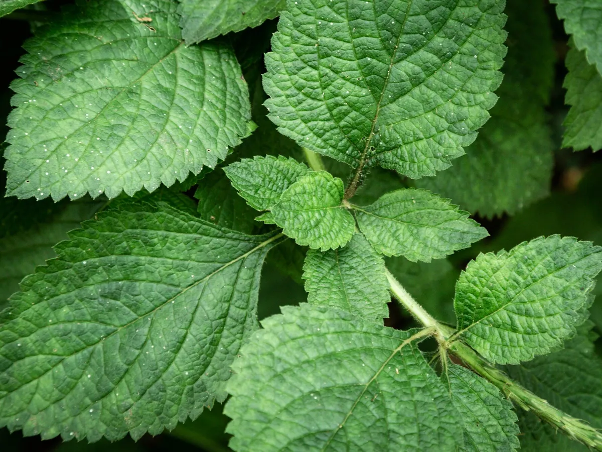 Planta care crește singură în curte, numită și „aur verde”. Produce colagen, curăță intestinul - Foto: Freepik (imagine cu rol ilustrativ)