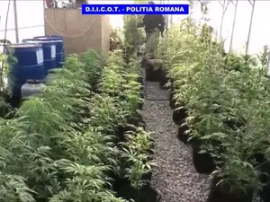 Tânăr prins cu plantație de cannabis în casă. Cu ce pedeapsă s-a ales de la anchetatorii DIICOT - Foto: DIICOT / IMAGINE CU CARACTER ILUSTRATIV