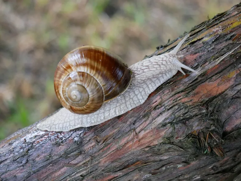 Melci Foto: Pexels (imagine cu rol ilustrativ)